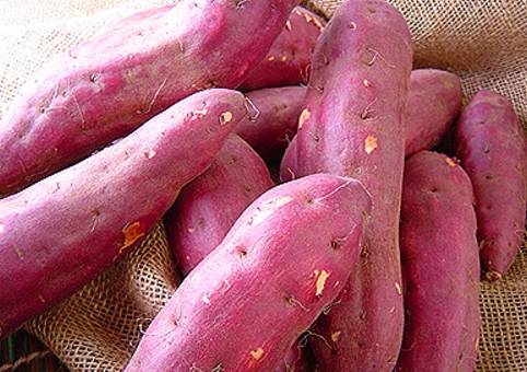 カナガンドッグフード口コミ