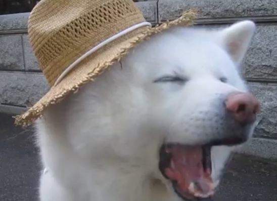 カナガンドッグフード口コミ